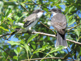 Tyran tritri - Eastern Kingbird