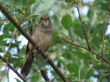 Bruant des marais -Swamp Sparrow