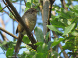 Bruant des marais -Swamp Sparrow