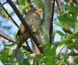 Bruant des marais -Swamp Sparrow