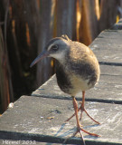 Rle de Virginie - Virginia rail