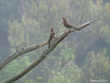 Pic flamboyant - Northern Flicker