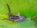 Ttard-grenouille/mouches - Tadpole-frog/flies