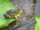 Grenouille - Frog