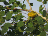 Paruline jaune - Yellow Warbler