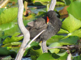 Gallinule - Common Moorhen