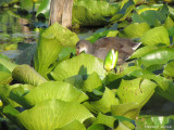 Gallinule (juv) - Common Moorhen (juv)
