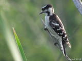 Pic mineur - Downy Woodpecker