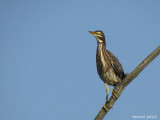 Héron vert - Green Heron