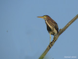 Héron vert - Green Heron