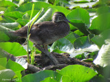 Canard branchu - Wood Duck