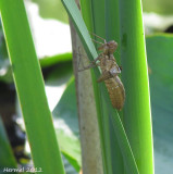 Larve de libellule - Dragonfly nymph