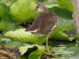 Gallinule (juv) - Common Moorhen (juv)