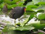 Gallinule - Common Moorhen