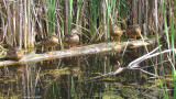 Canard Colvert - Mallard