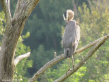 Grand Hron - Great Blue Heron