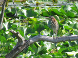 Hron vert - Green Heron