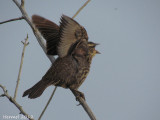 Carouge  paulettes (juv) - Red-winged Blackbird (juv)