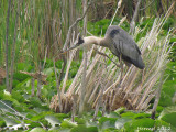 Grand Héron - Great Blue Heron