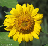 Tournesol - Sunflower