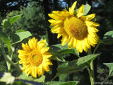 Tournesol - Sunflower
