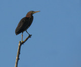Héron vert - Green Heron