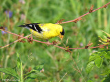 Chardonneret jaune - American Goldfinch