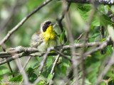 Paruline masquée - Common Yellowthroat