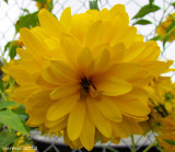 Pleniflora
