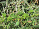 Concombre sauvage - Wild cucumber
