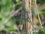 Aeshna constricta