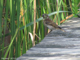 Roselin pourpré - Purple Finch
