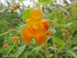 Impatiente du cap - Jewelweed