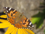Belle dame - Painted Lady