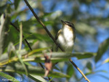 Vireo aux yeux rouges - Red-eyed Vireo