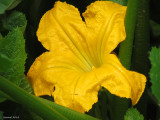 Fleur de zucchini - Zucchini flower