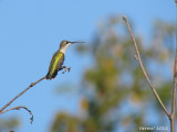 Colibri  gorge rubis - Ruby-throated Hummingbird