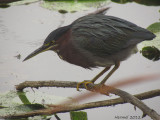 Hron vert - Green Heron