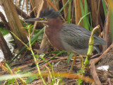 Hron vert - Green Heron