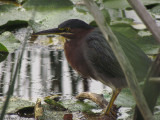 Héron vert - Green Heron