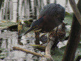 Hron vert - Green Heron