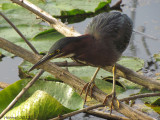 Hron vert - Green Heron