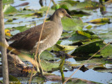 Gallinule (juv) - Common Moorhen (juv)