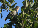 Cardinal  poitrine rose -Rose-breasted Grosbeak