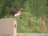 Harle couronn - Hodded Merganser