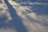 Long shadows