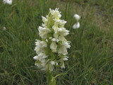 Cream-flowered Marsh orchid, Waxnycklar, Dactylorhiza incarnata ssp ochroleuca