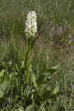 Cream-flowered Marsh orchid, Waxnycklar, Dactylorhiza incarnata ssp ochroleuca