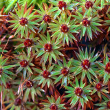 Star moss