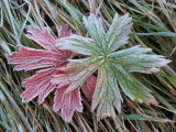 Leafs of Geranium silvaticum